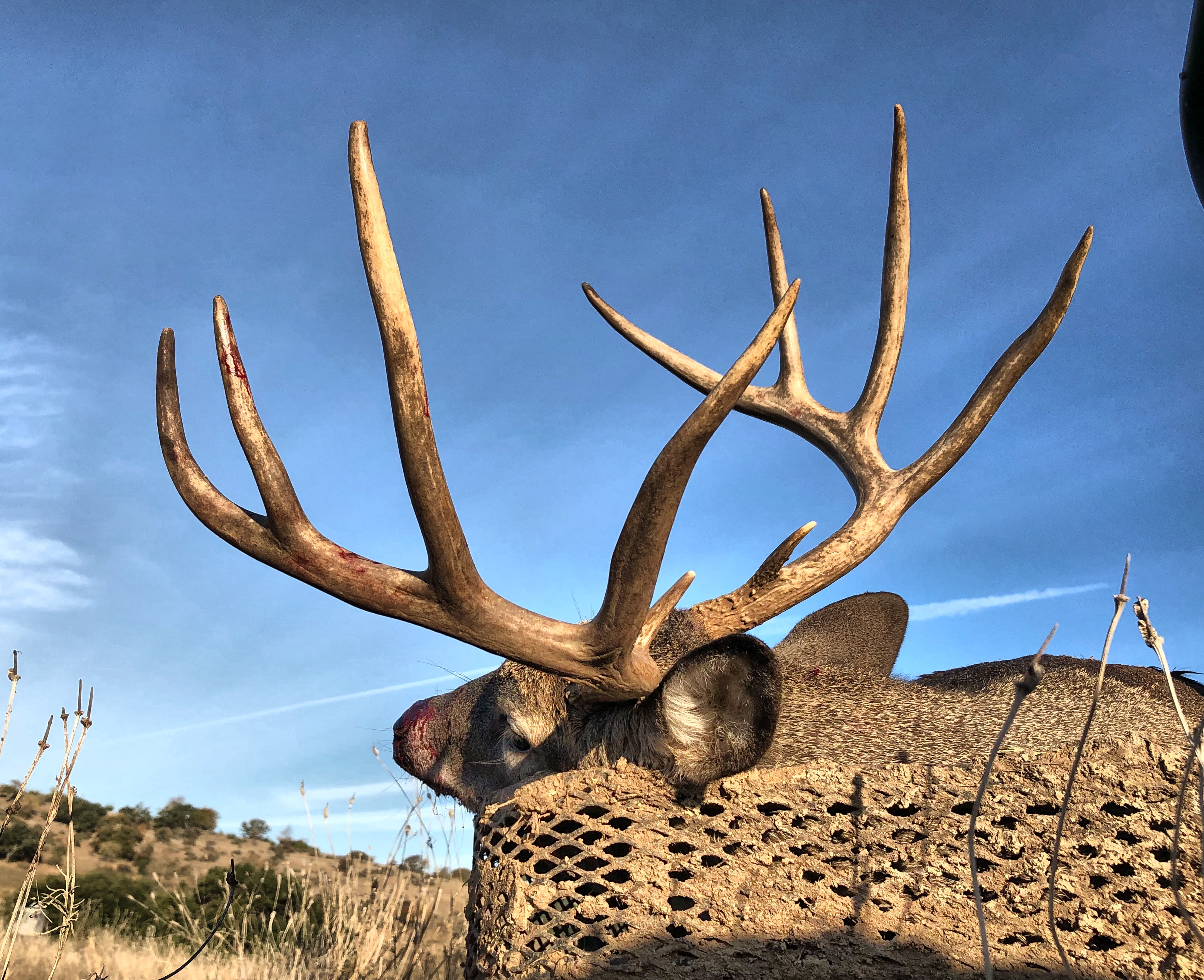 South Texas Whitetail Deer Hunting